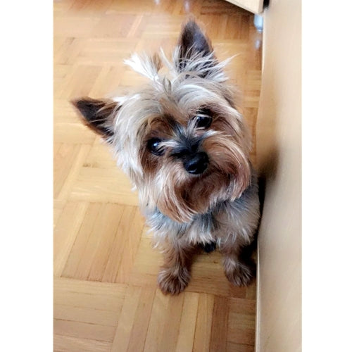 Mr.Pet spletna trgovina