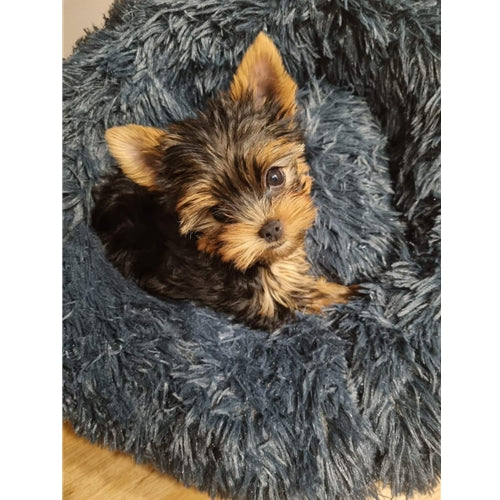 Mr.Pet spletna trgovina
