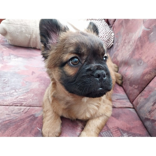 Mr.Pet spletna trgovina