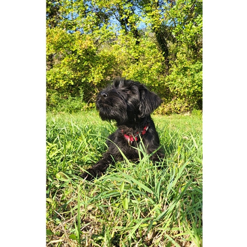 Mr.Pet spletna trgovina