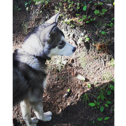Mr.Pet spletna trgovina