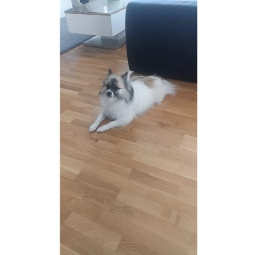 Mr.Pet spletna trgovina