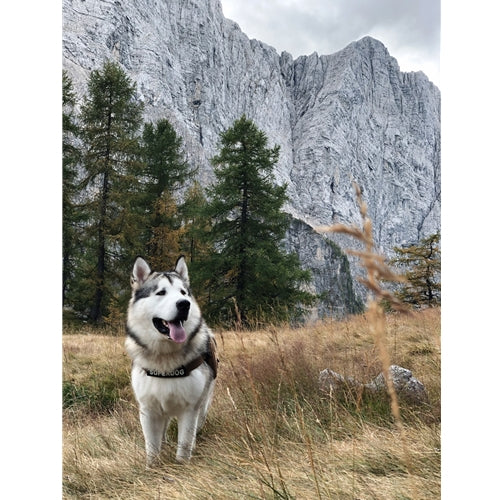 Mr.Pet spletna trgovina