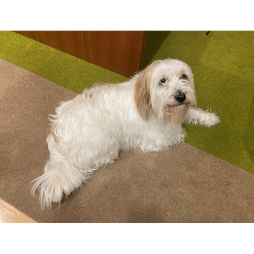 Mr.Pet spletna trgovina