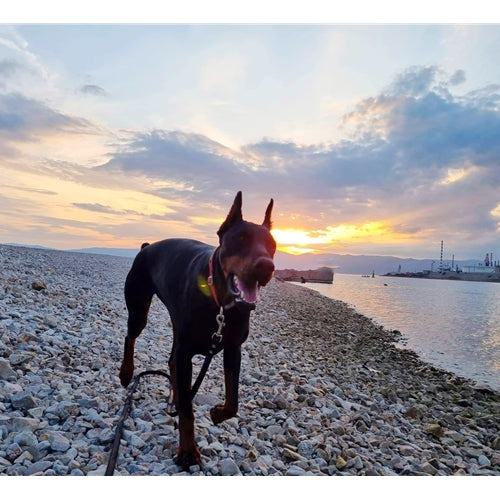 Mr.Pet spletna trgovina