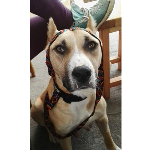Mr.Pet spletna trgovina