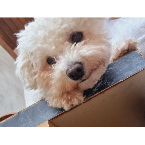 Mr.Pet spletna trgovina