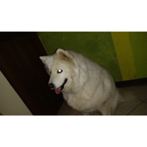 Mr.Pet spletna trgovina