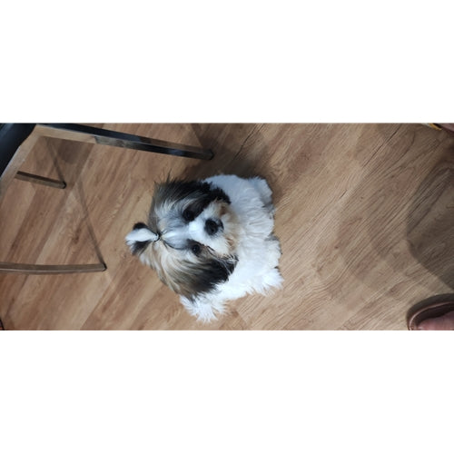 Mr.Pet spletna trgovina
