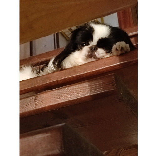 Mr.Pet spletna trgovina