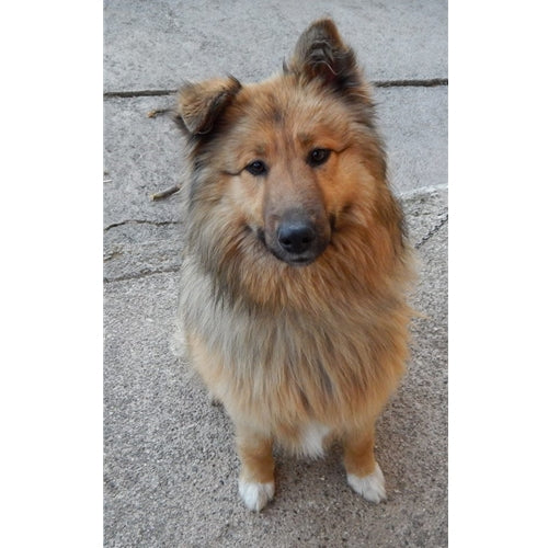 Mr.Pet spletna trgovina