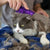 KONG krtača ZoomGroom (3)
