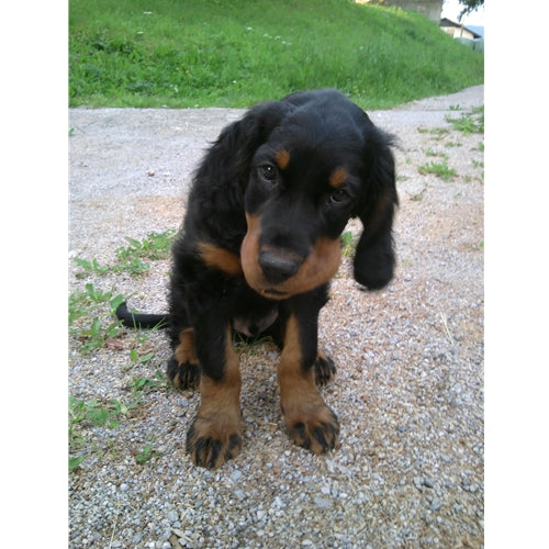 Mr.Pet spletna trgovina