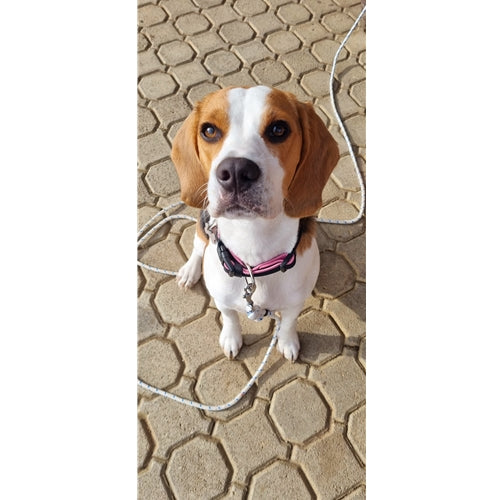 Mr.Pet spletna trgovina