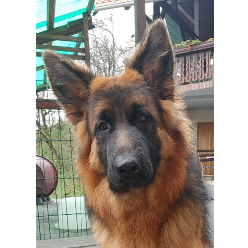 Mr.Pet spletna trgovina