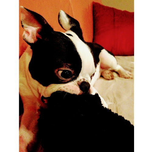 Mr.Pet spletna trgovina