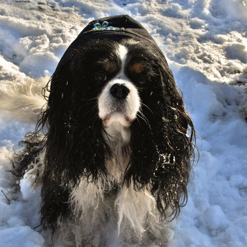 Spletna trgovina Mr.Pet