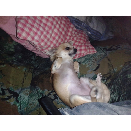 Mr.Pet spletna trgovina