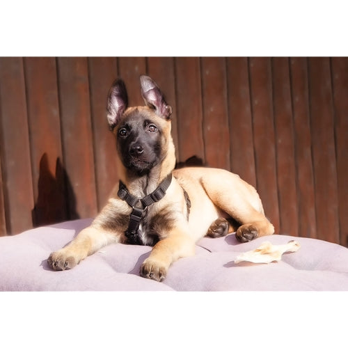 Mr.Pet spletna trgovina