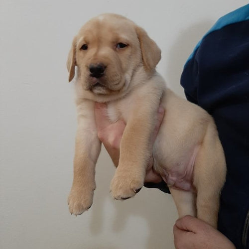 Mr.Pet spletna trgovina