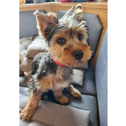 Mr.Pet spletna trgovina