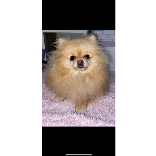 Mr.Pet spletna trgovina