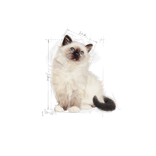 Royal Canin Kitten - 10 kg (3)