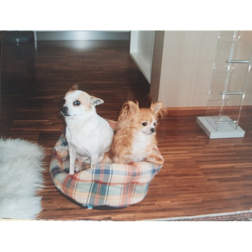 Mr.Pet spletna trgovina