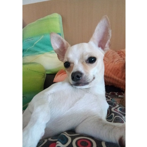 Mr.Pet spletna trgovina