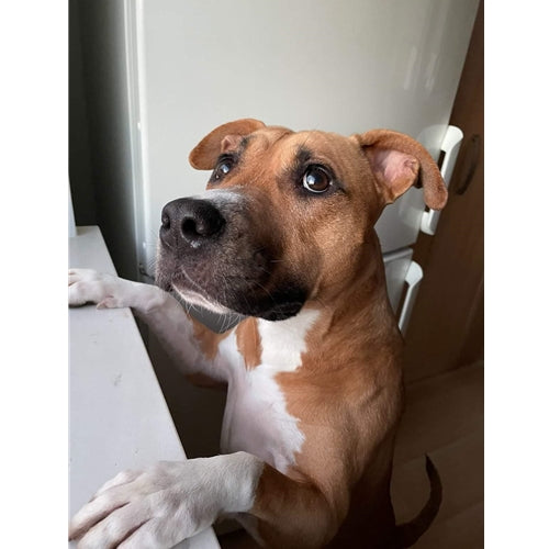 Mr.Pet spletna trgovina