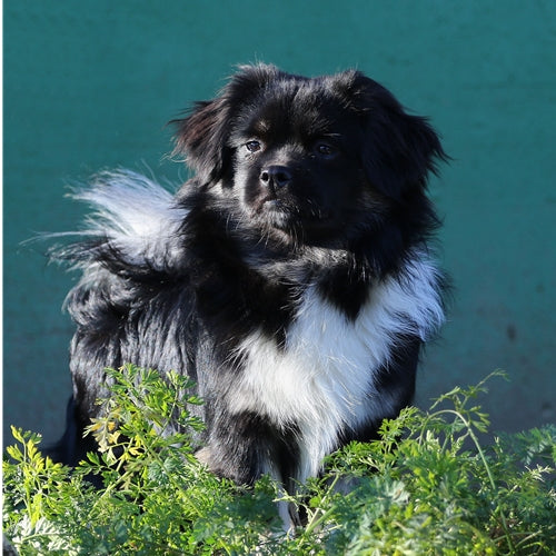 Mr.Pet spletna trgovina