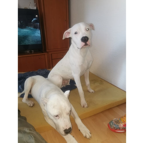 Mr.Pet spletna trgovina
