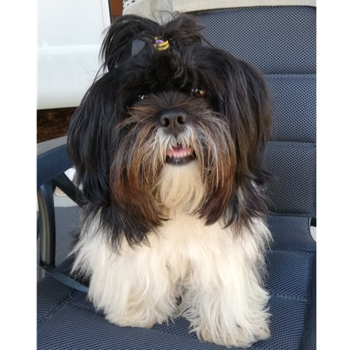 Mr.Pet spletna trgovina