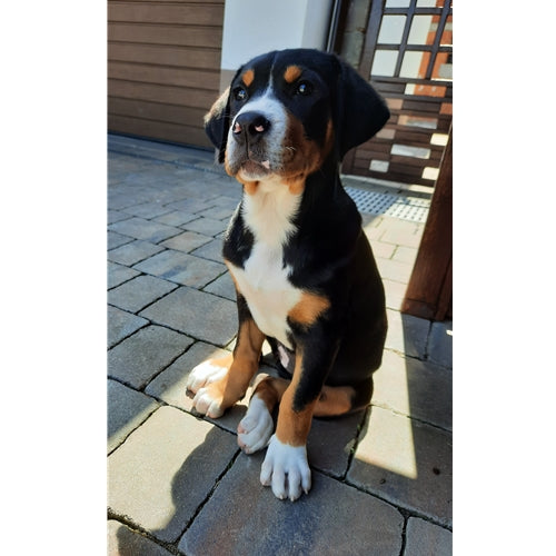 Mr.Pet spletna trgovina