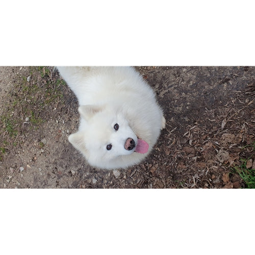 Mr.Pet spletna trgovina