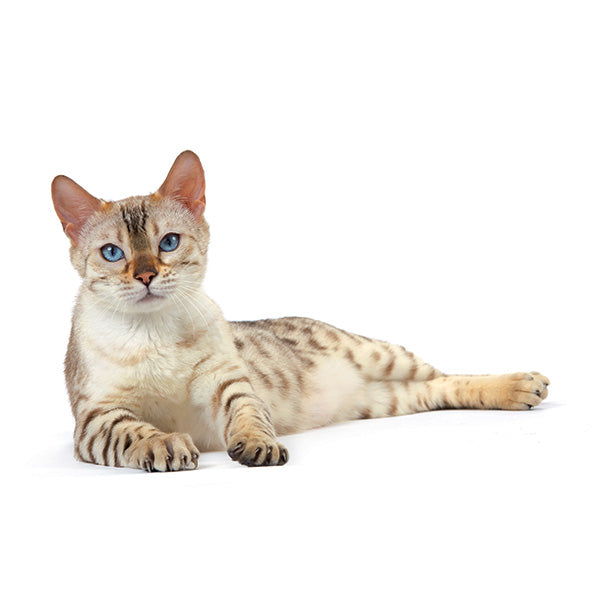 Royal Canin Intense Beauty - omaka - 85 g (3)