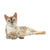 Royal Canin Intense Beauty - omaka - 85 g (3)