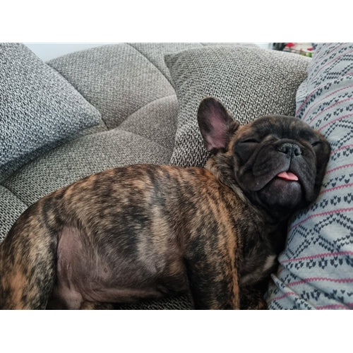 Mr.Pet spletna trgovina