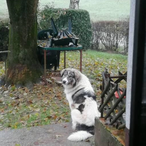 Mr.Pet spletna trgovina