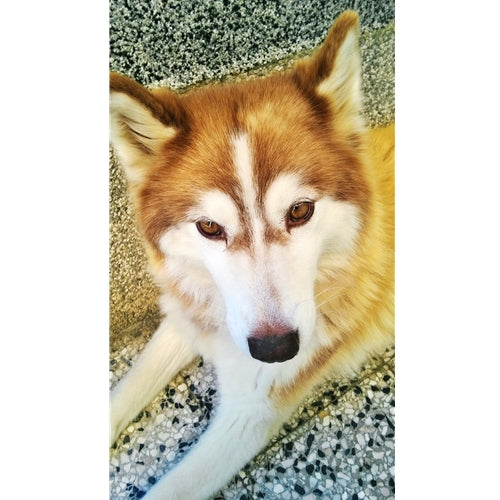 Mr.Pet spletna trgovina