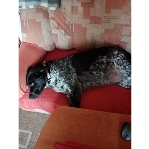 Mr.Pet spletna trgovina
