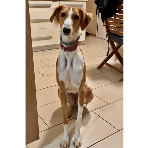 Mr.Pet spletna trgovina