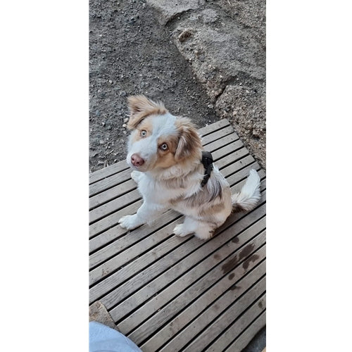 Mr.Pet spletna trgovina