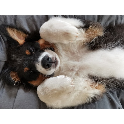 Mr.Pet spletna trgovina