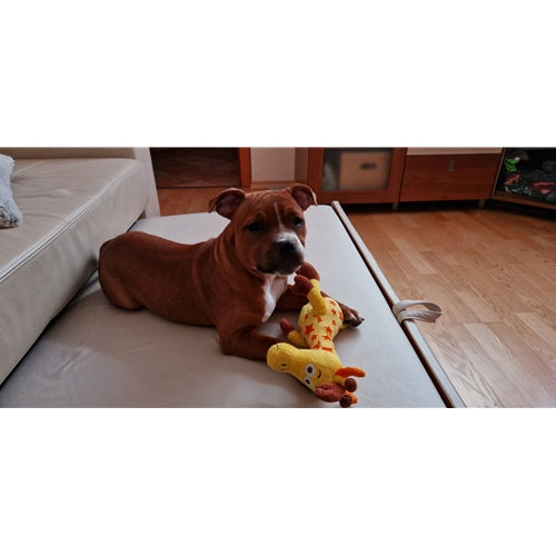 Mr.Pet spletna trgovina