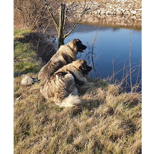 Spletna trgovina Mr.Pet