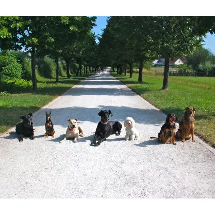 Spletna trgovina Mr.Pet