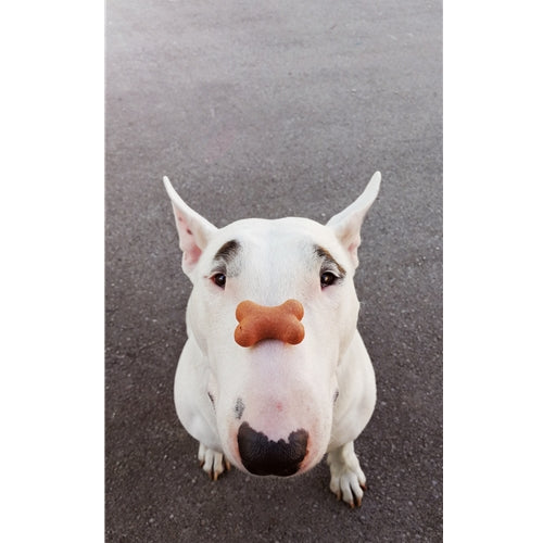 Mr.Pet spletna trgovina