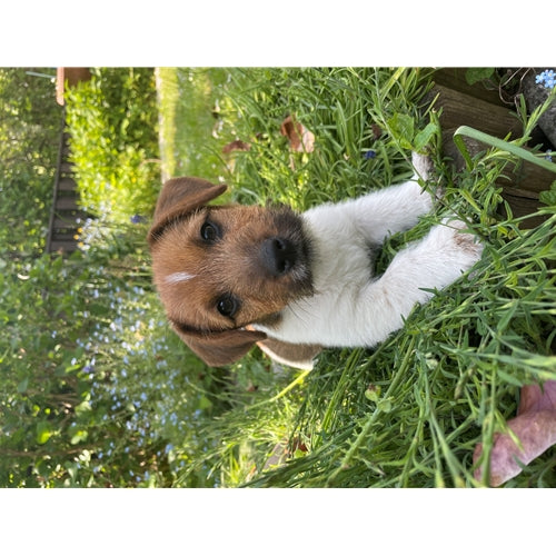 Mr.Pet spletna trgovina