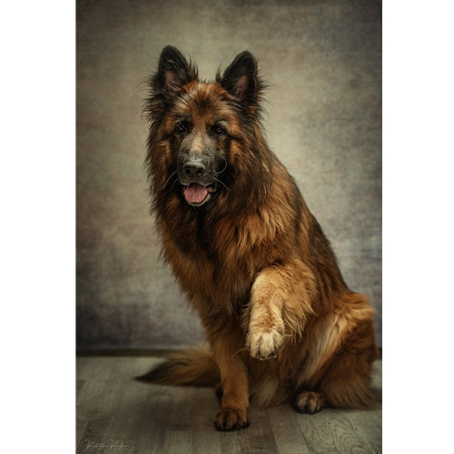 Mr.Pet spletna trgovina
